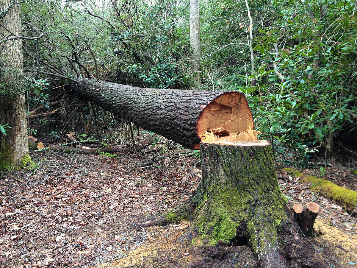 Fallen Tree That Was Cut Down With A Chainsaw | Stocksy United