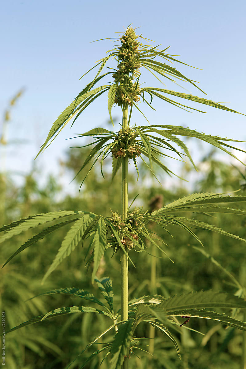 Cannabis stalk in lush green field