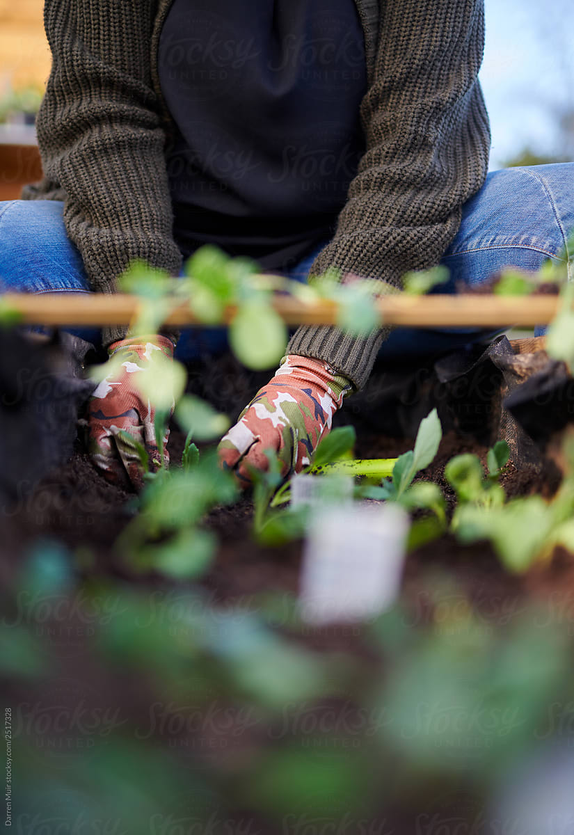 Anonymous woman planting seedlings into a raised wooden planter in her urban allotment garden