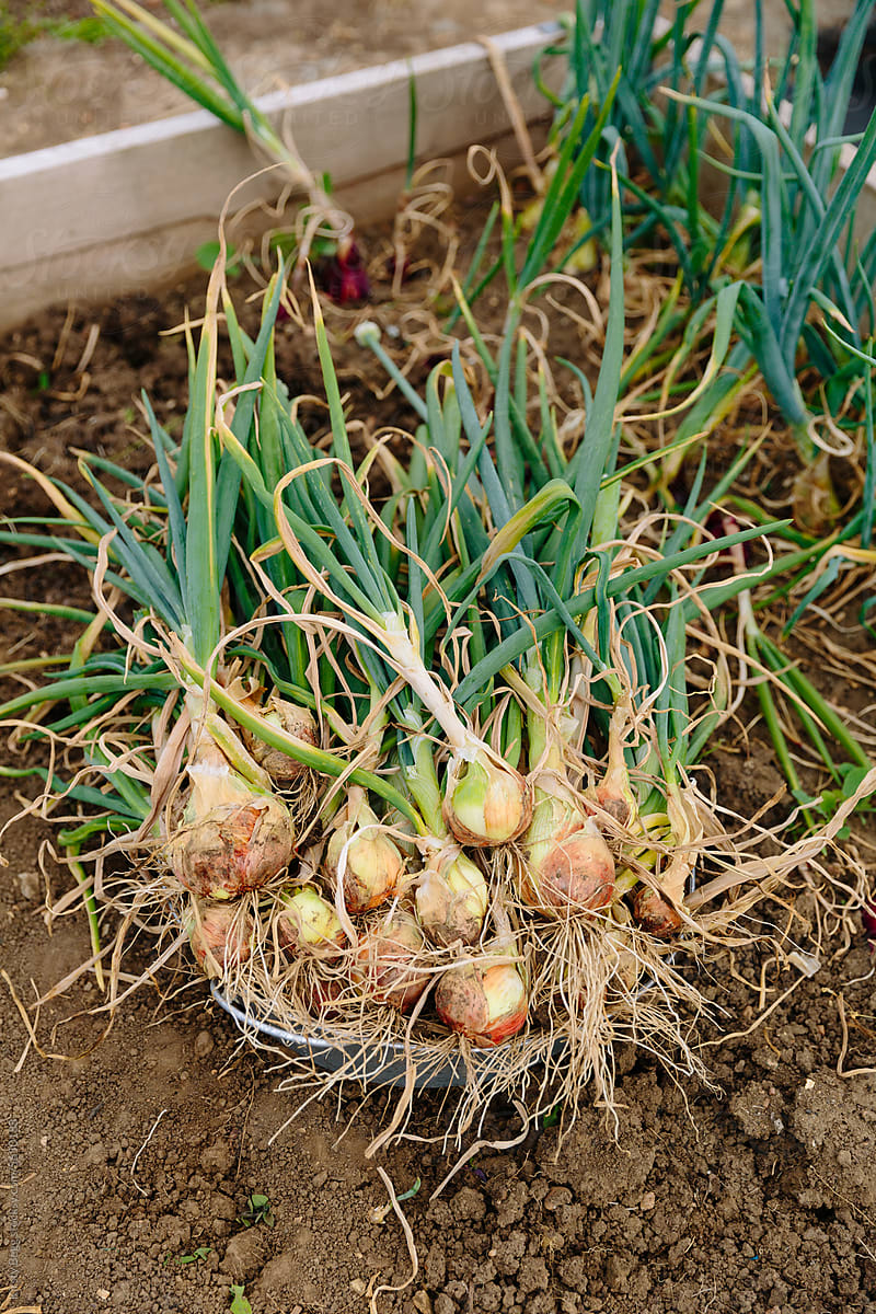Harvesting onions on allotment garden in UK
