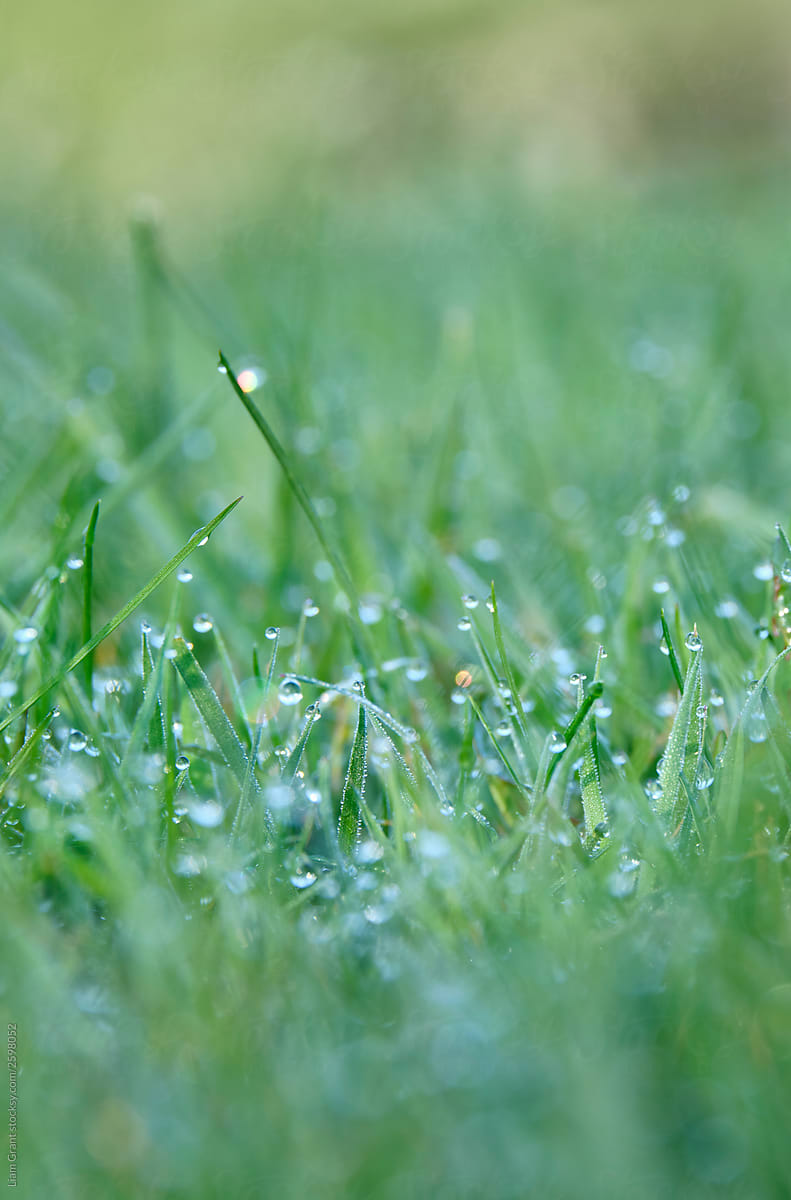 Detail of morning dew on fresh spring grass. Lyth Valley, Cumbria, UK.