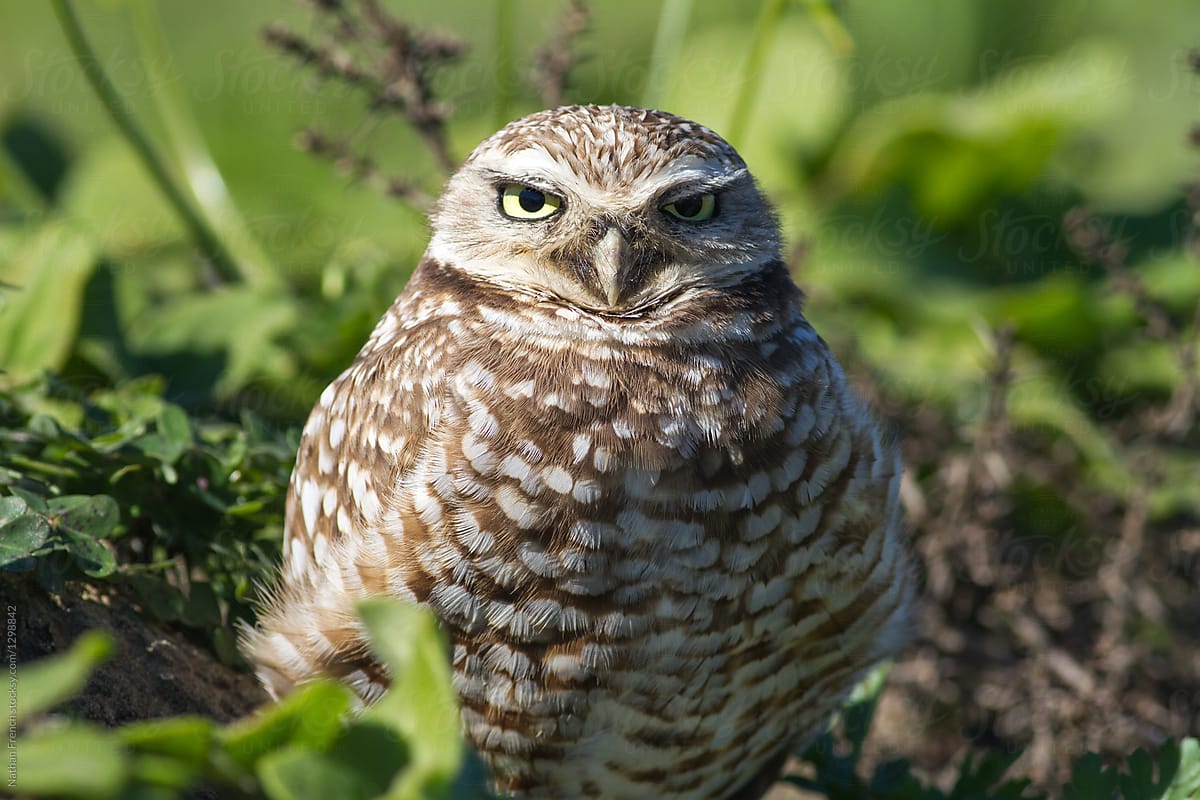 Burrowing Owl Stare Down