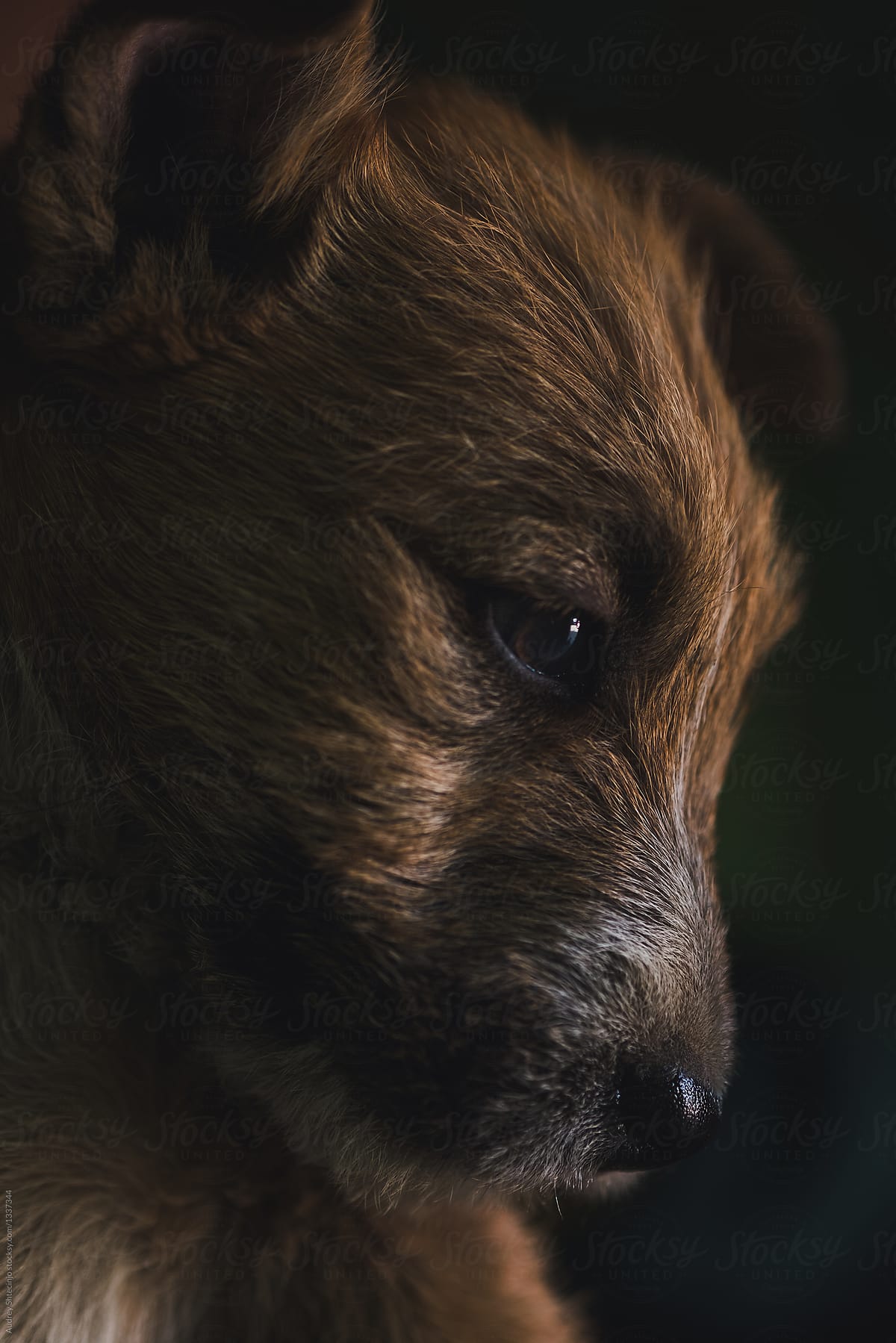 portrait of adopted small street dog/ puppy