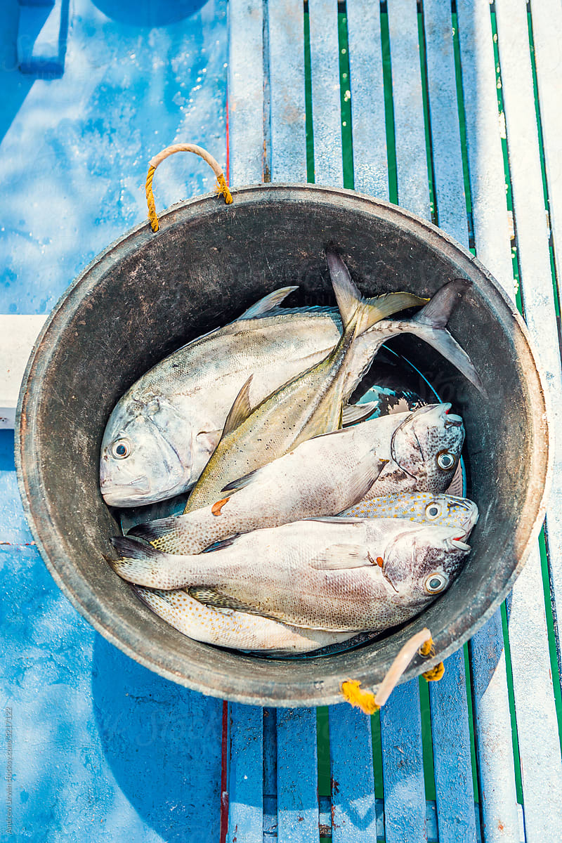 A Bucket Of Fish by Stocksy Contributor Andrew Urwin - Stocksy