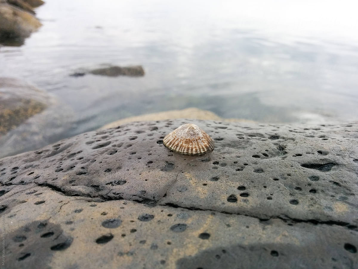 Limpet on Rock
