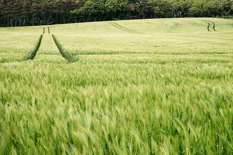 Track through a field of fresh barley blowing in the wind. Norfolk, UK.