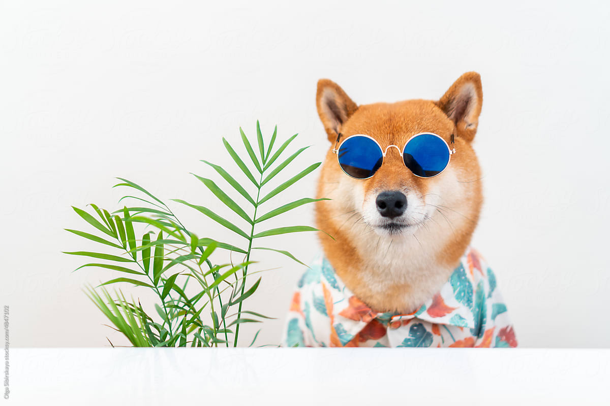Dog in tropical outfit