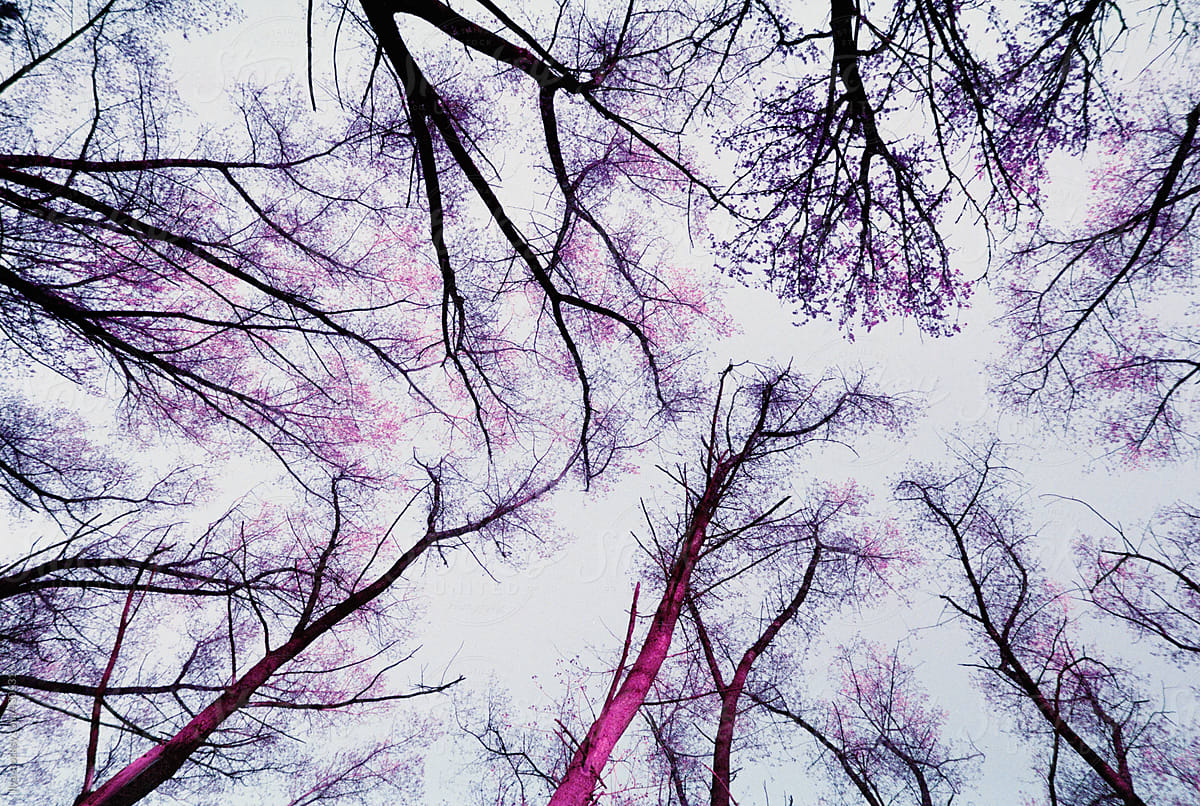 Infrared nature pink unreal spring flower tree top