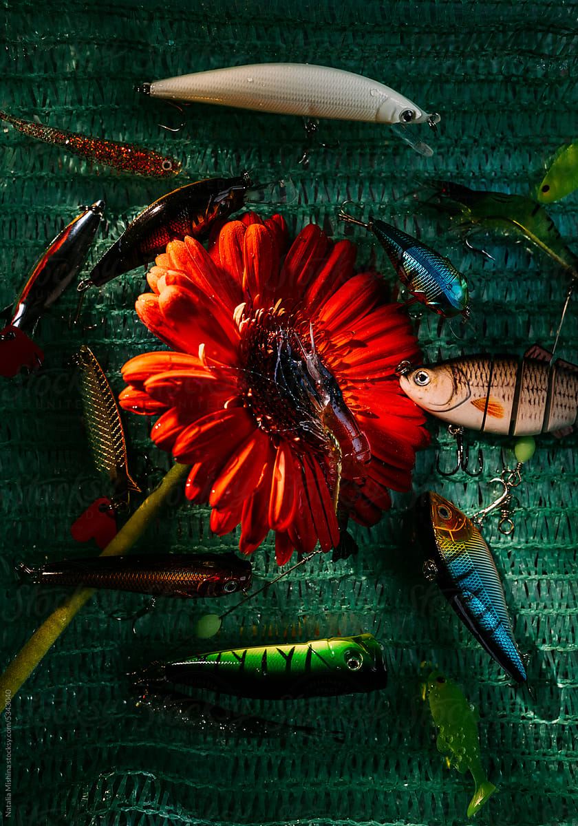 Still life with gerbera and bait for fishing.