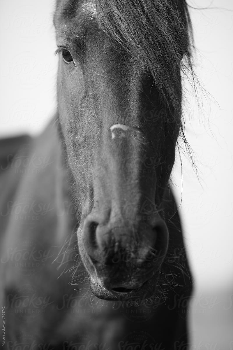 Pretty horse in black and white