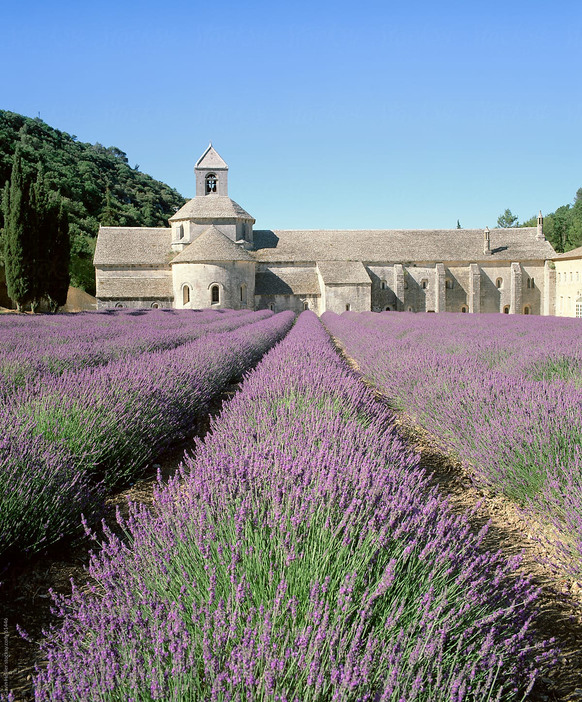 Abbey de Senanque and lavender fields, near Gordes, Vaucluse, Provence, France, Europe