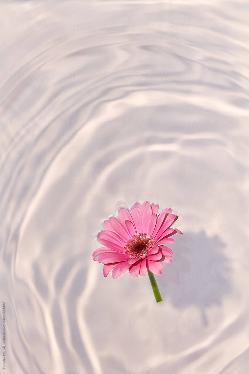 Tender pink flower in water with ripples and shadow.