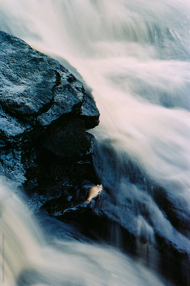 Dead fish on a ledge in a waterfall
