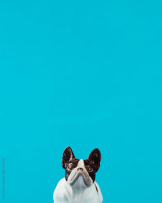 Bossy bulldog dog shaped toy on blue, close up