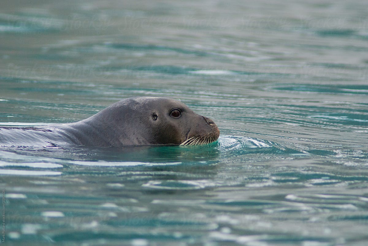 a-seal-swims-through-arctic-waters-by-stocksy-contributor-mark