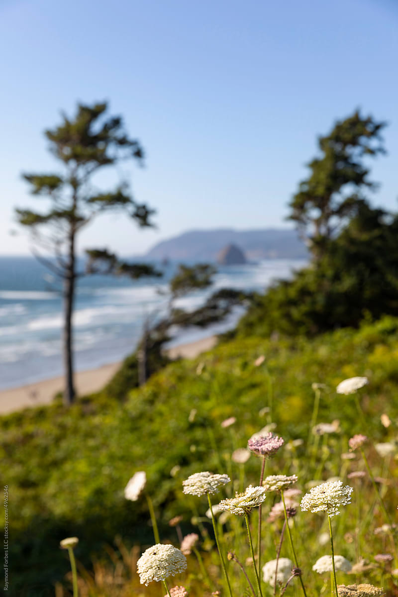 Cannon Beach coast wildflower selective focus Oregon nature landscape