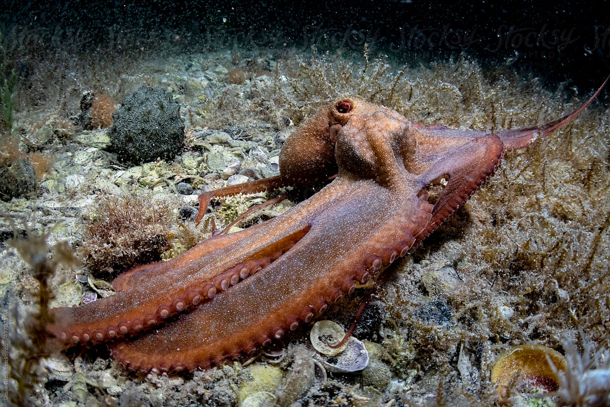 Caribbean Reef Octopus at Night