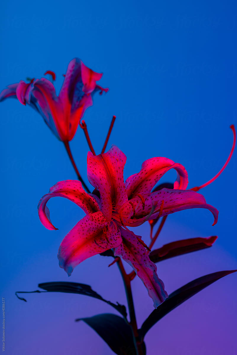 Tiger lily flowers in neon light