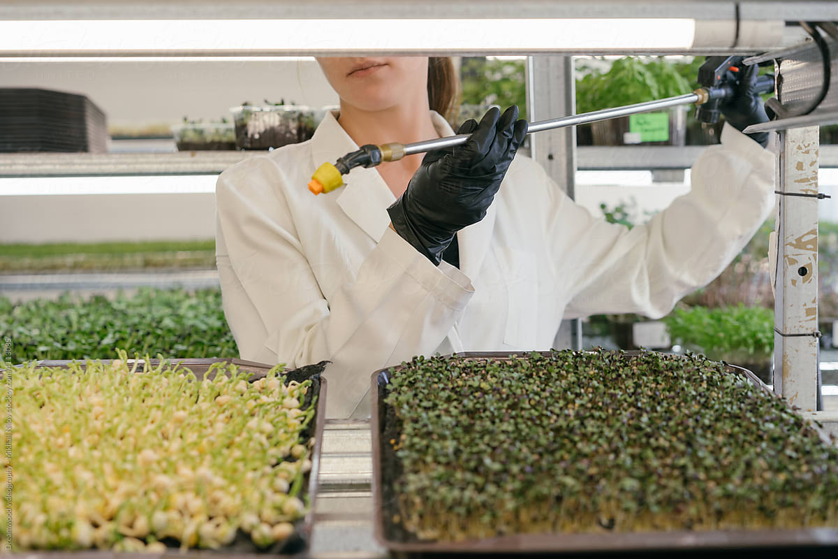 A young woman farmer  pours microgreen sprouts.
