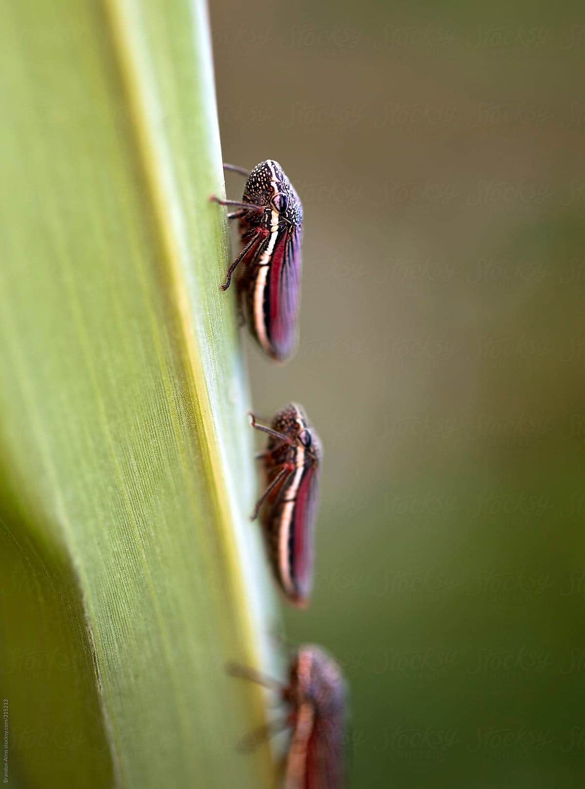 Group of Leafhopper Bugs on a Blade of Grass