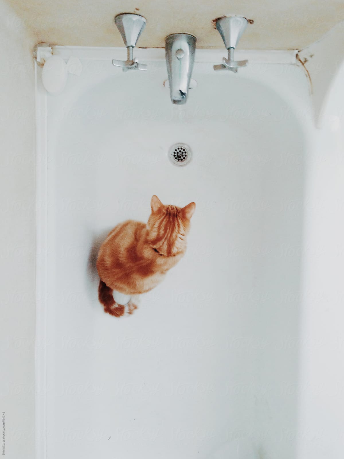 "Cat In Bathtub" by Stocksy Contributor "Kevin Russ" - Stocksy