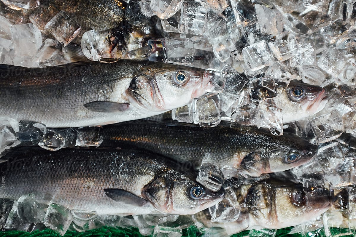 a close up of fish on ice at a market