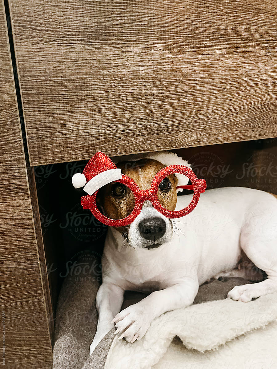 Funny pet dog with Christmas glasses.