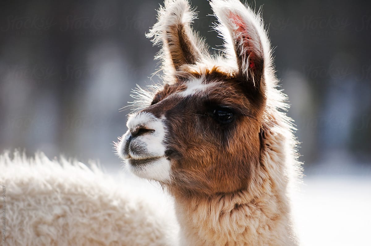 Portrait of  Llama in Winter