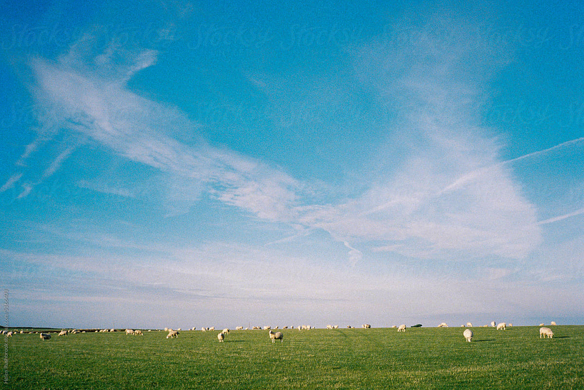 35mm film scan of sheep in a field under a cloudy blue sky