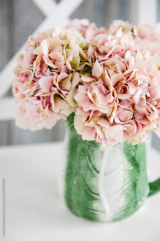Pink Hydrangea blooms in a vintage cabbageware jug.