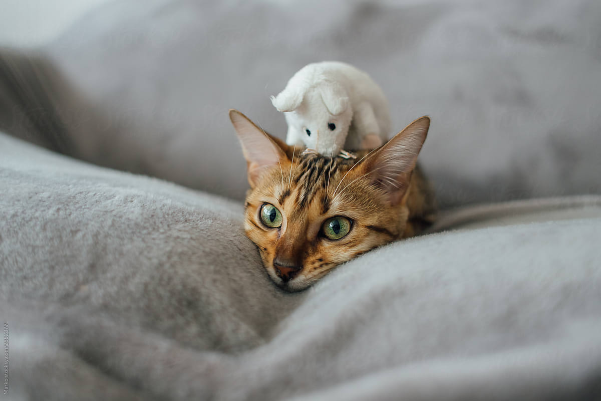 Cat on sofa with mouse on head