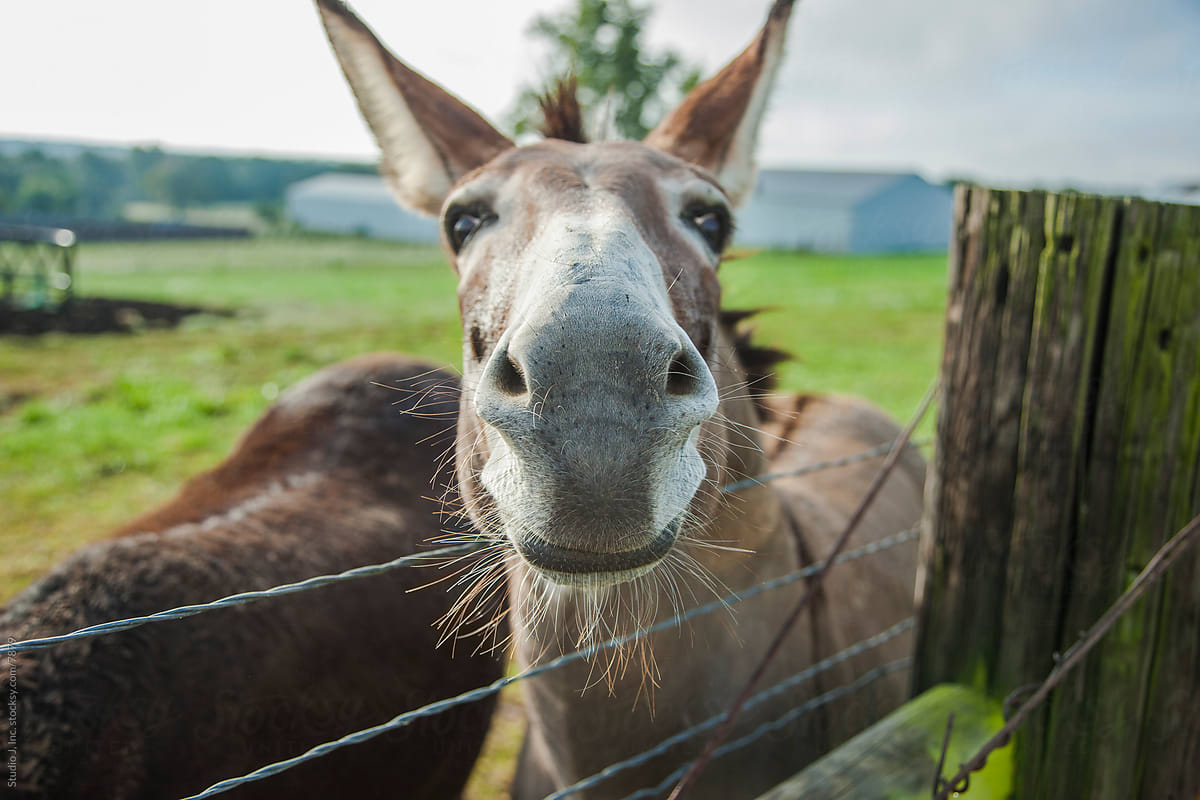 Animal Personalities: Silly Donkey with Whiskers