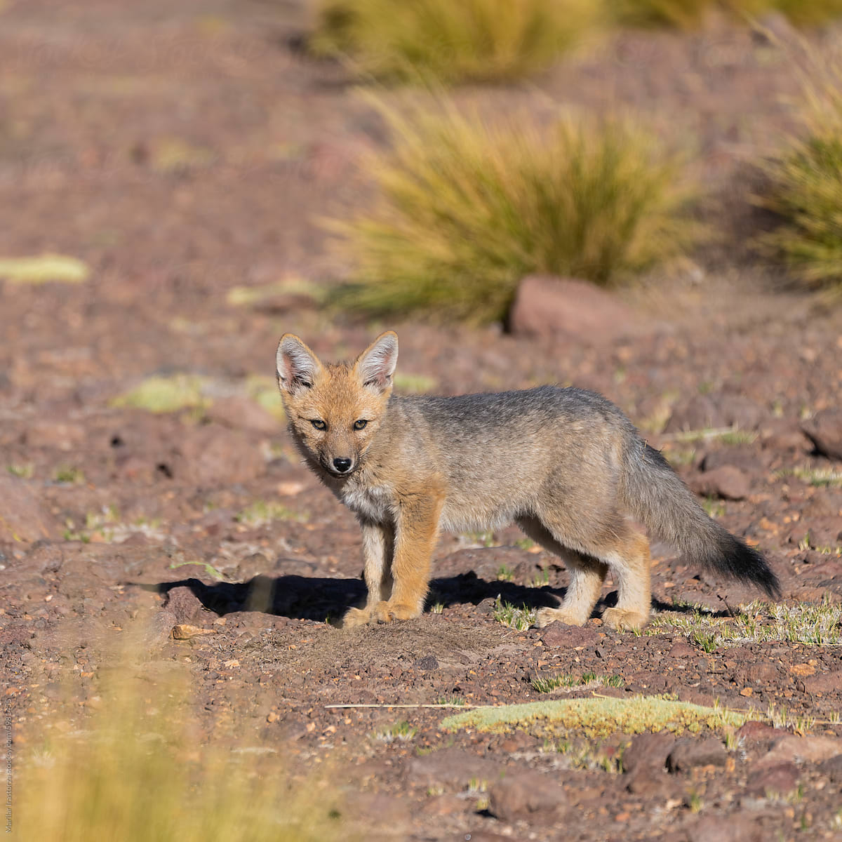 Cute Culpeo Fox Cub In Atacama Desert