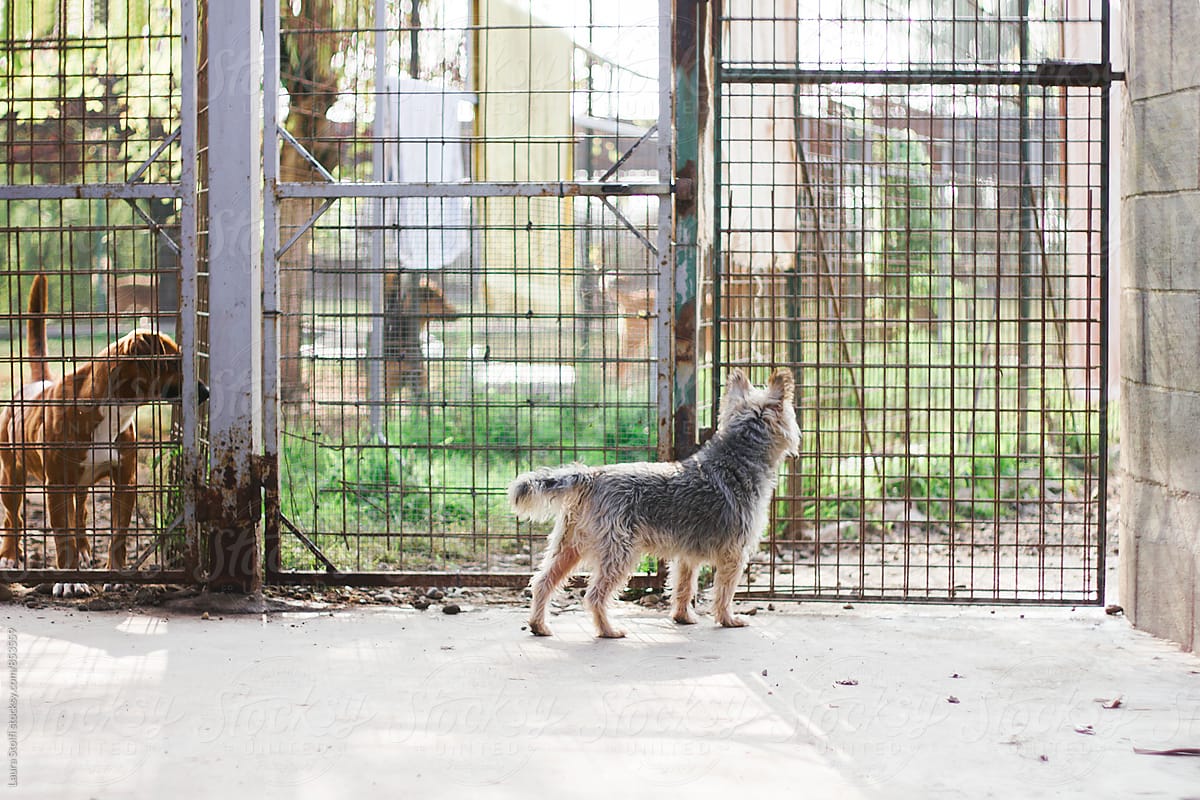 Three dogs in different cages in outdoor spaces in dog pound
