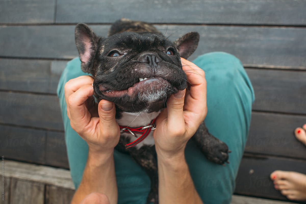 Cute french bull dog smiling