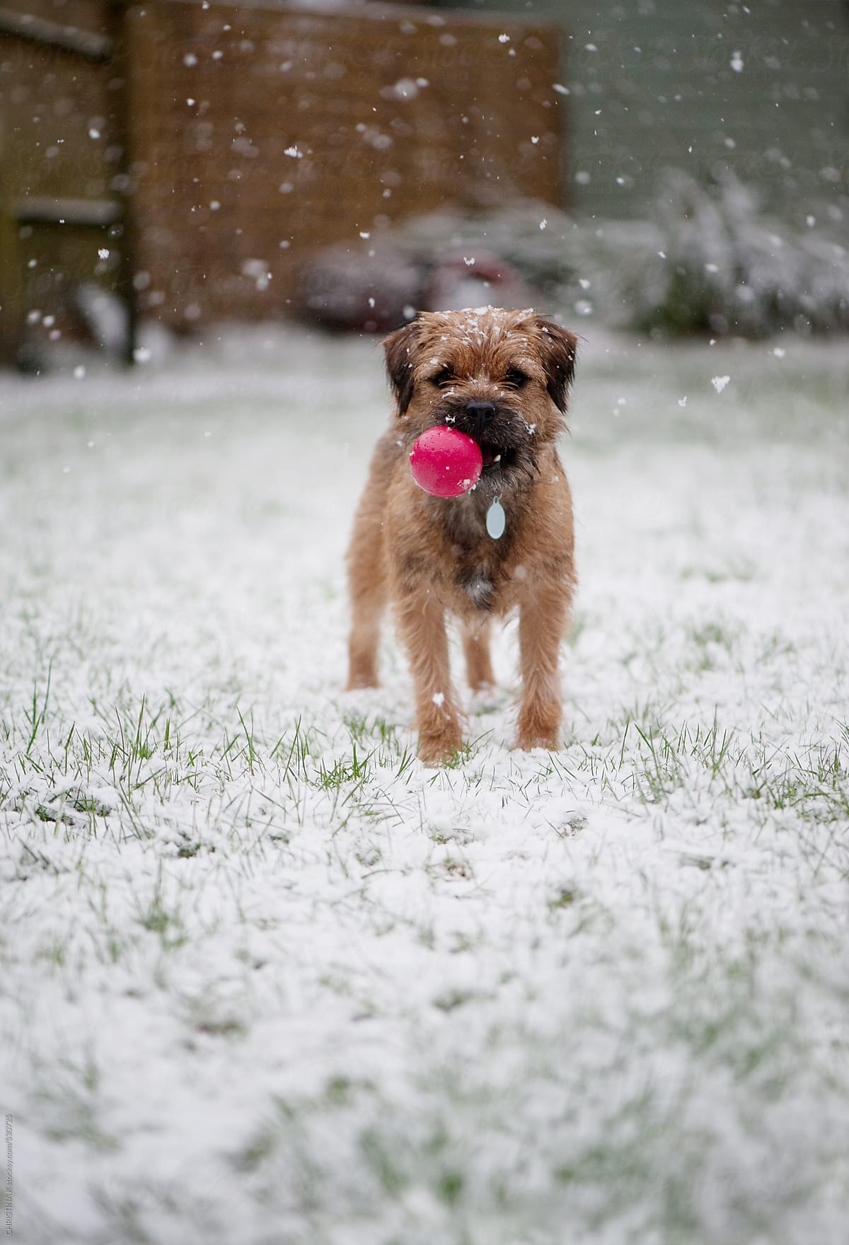 Dog with a red ball in a snowy garden