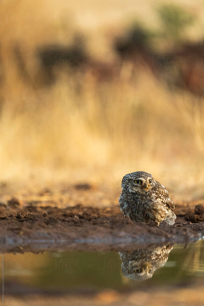 Little Owl Reflected On A Pool Water