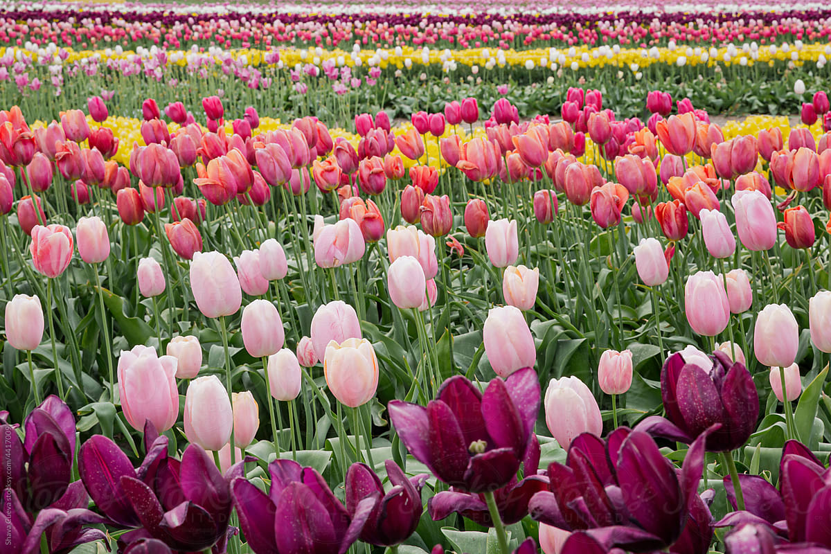 Close up of a variety of colorful tulips