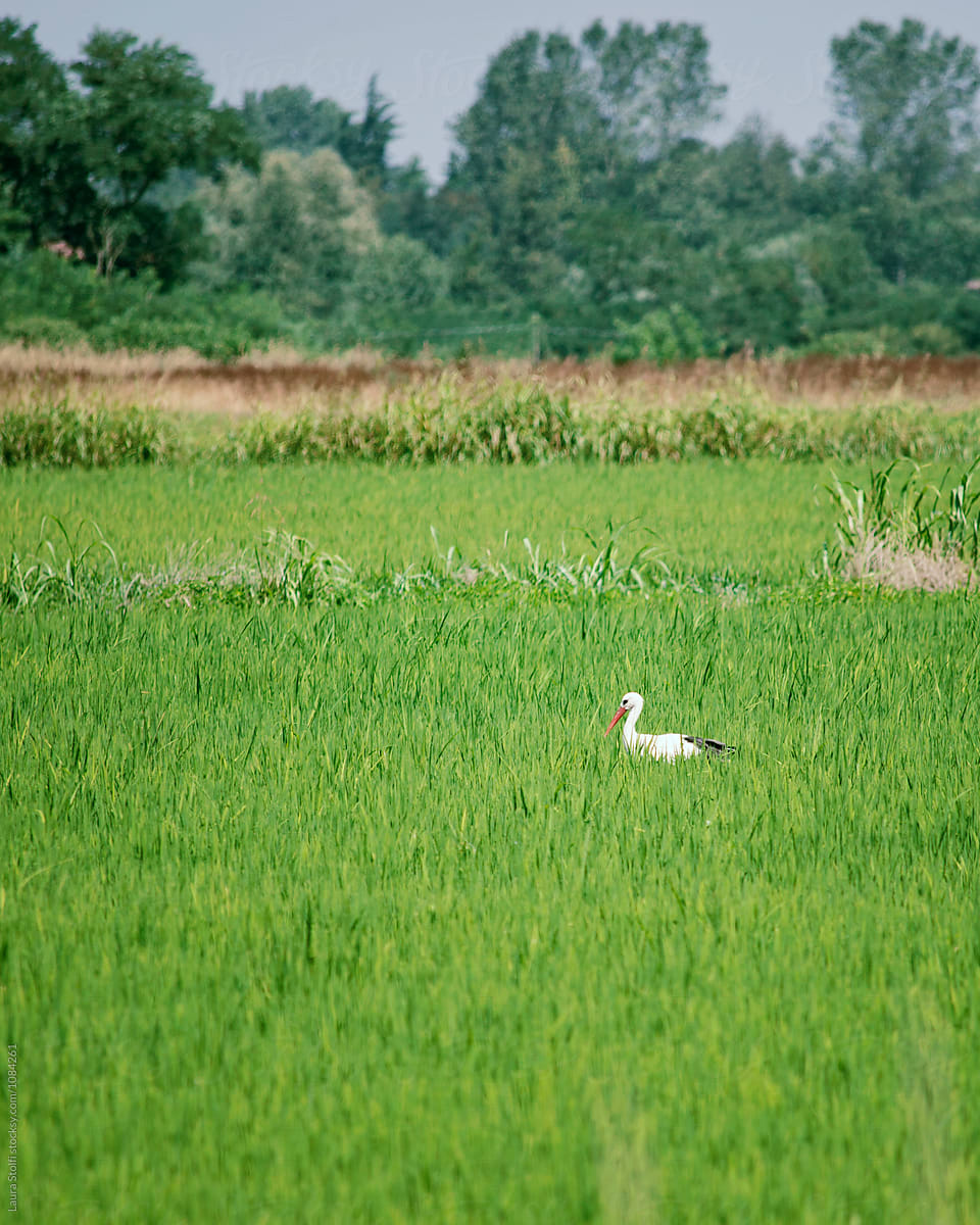 Stork in rice field