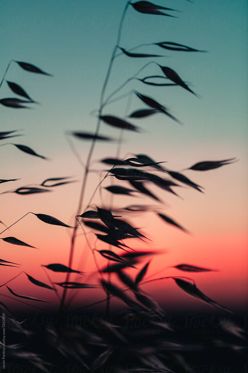 Vertical picture of dry flowers silhouettes