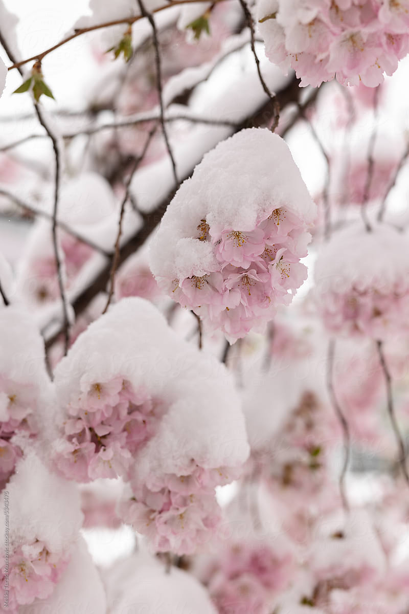 Blossoming tree covered with snow