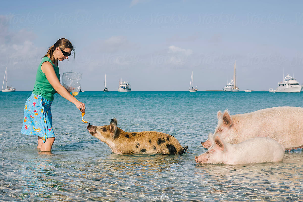 Wild Pigs being fed on Big Majors, Exuma, Bahamas