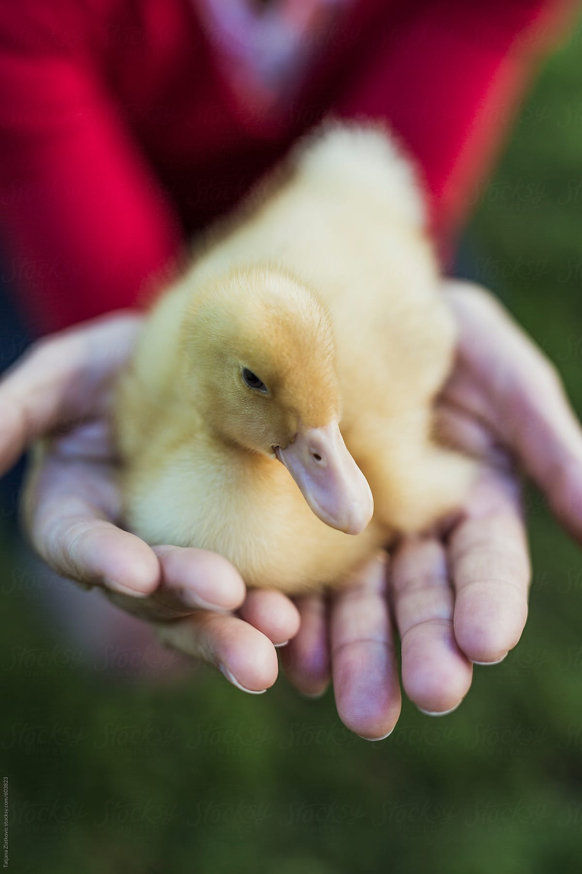 Woman holding small duck