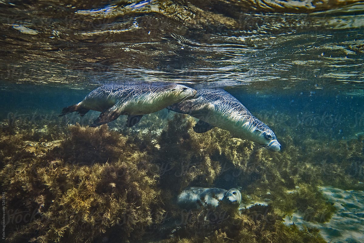 Australian Sea Lions at Bairds Bay in South Australia, seen under water swimming in the shallows