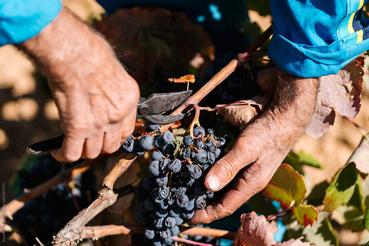Crop senior man with shears harvesting grapes