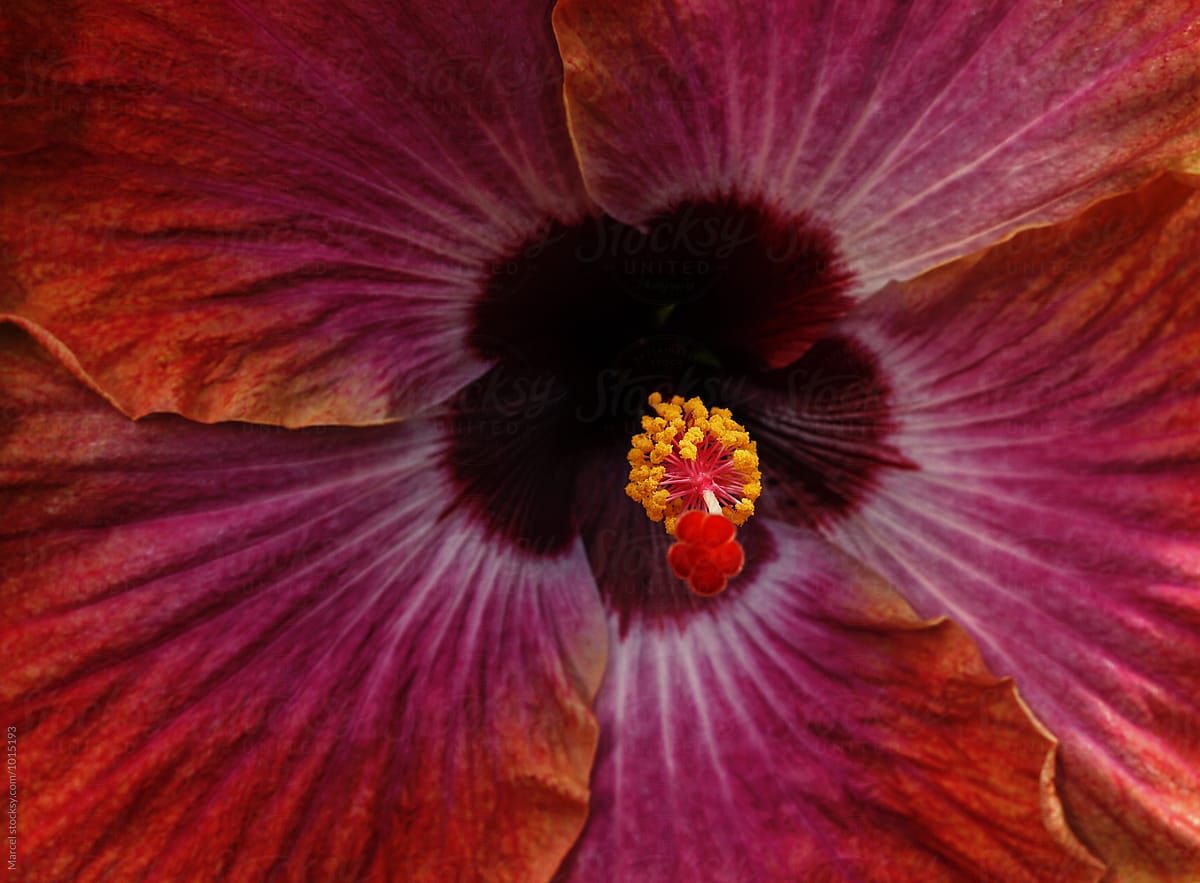 Vibrant hibiscus flower