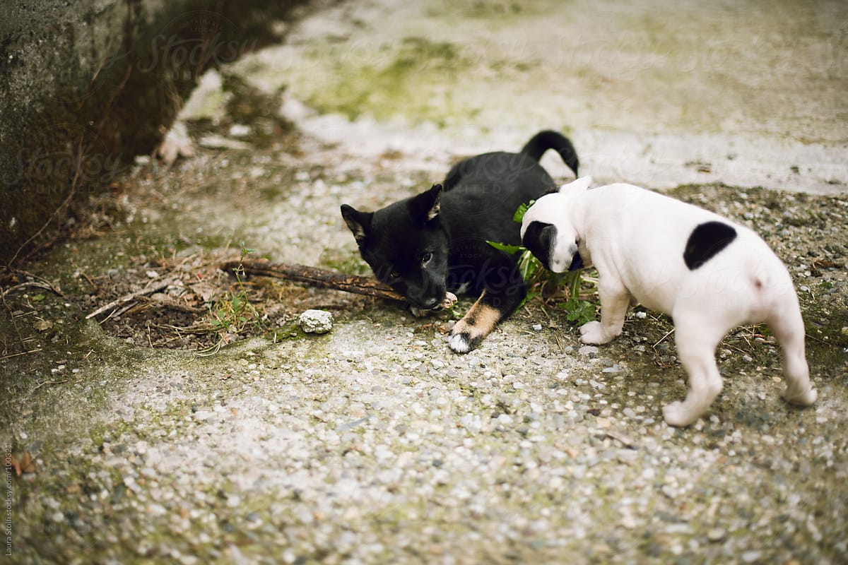 Shiba Inu and French Bulldog puppy dogs playing with wooden stick in garden