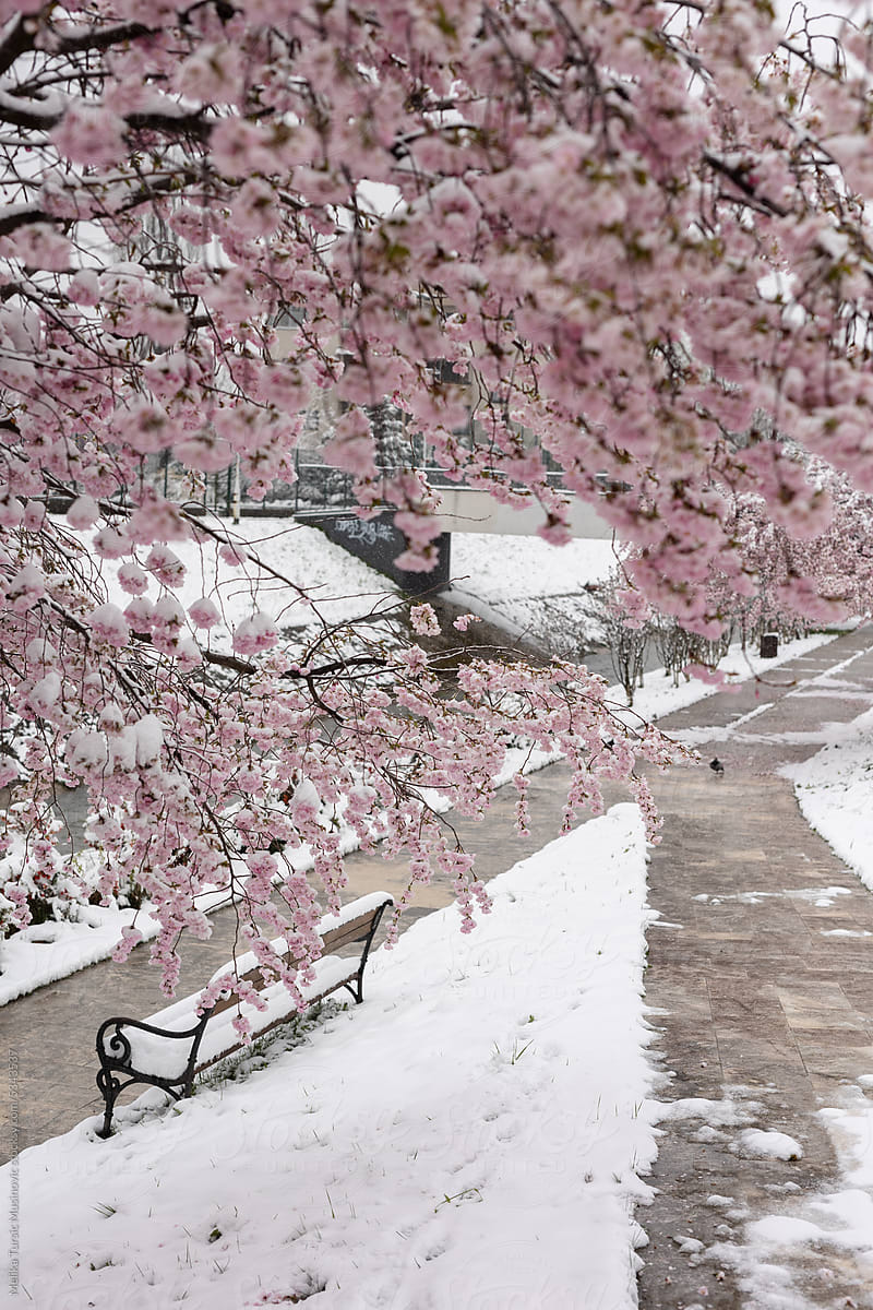 Unusual scene- Blossoming tree covered with snow