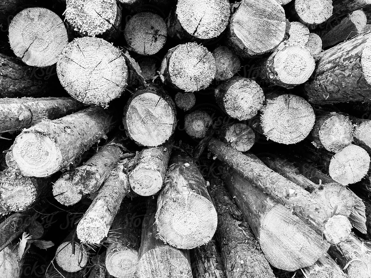 Cut wood pile nature background tree monochrome