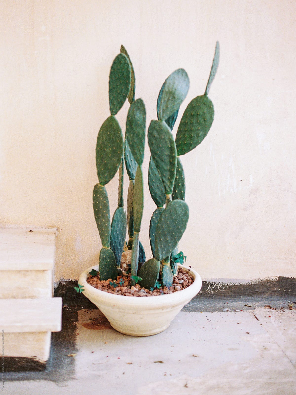 Cactus in pot on street